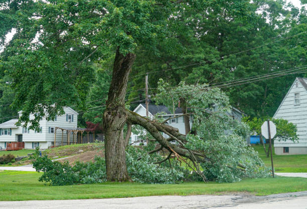 Why Choose Our Tree Removal Services in Lincolnton, NC?